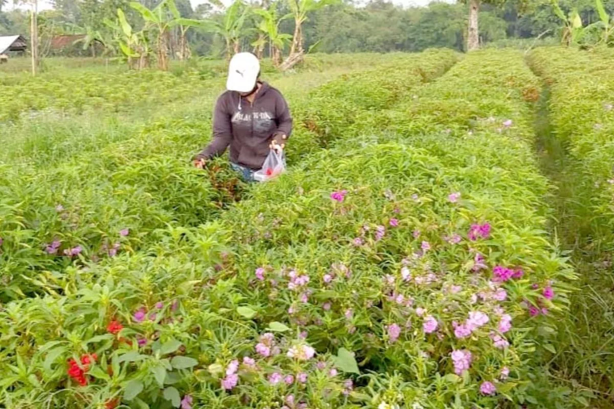 KUR BRI Bantu Petani Bunga Pacah di Bali Kembangkan Usaha