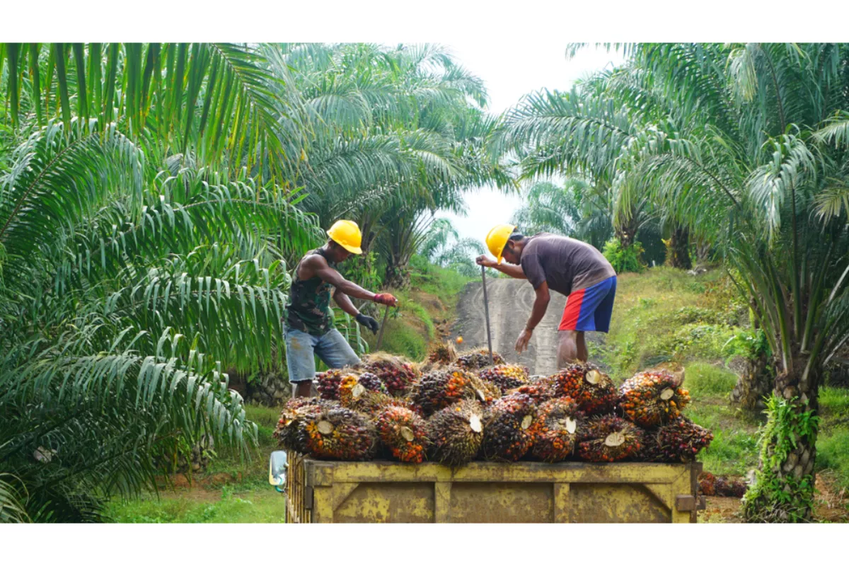 Rekomendasi Saham DSNG TAPG LSIP AALI Jelang Perdagangan Senin, 27 April