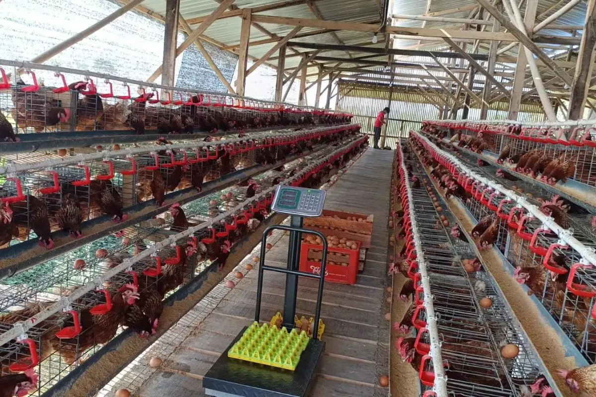 Harga Telur Ayam di Sragen Turun Drastis, Pelaku UMKM Merasa Gembira