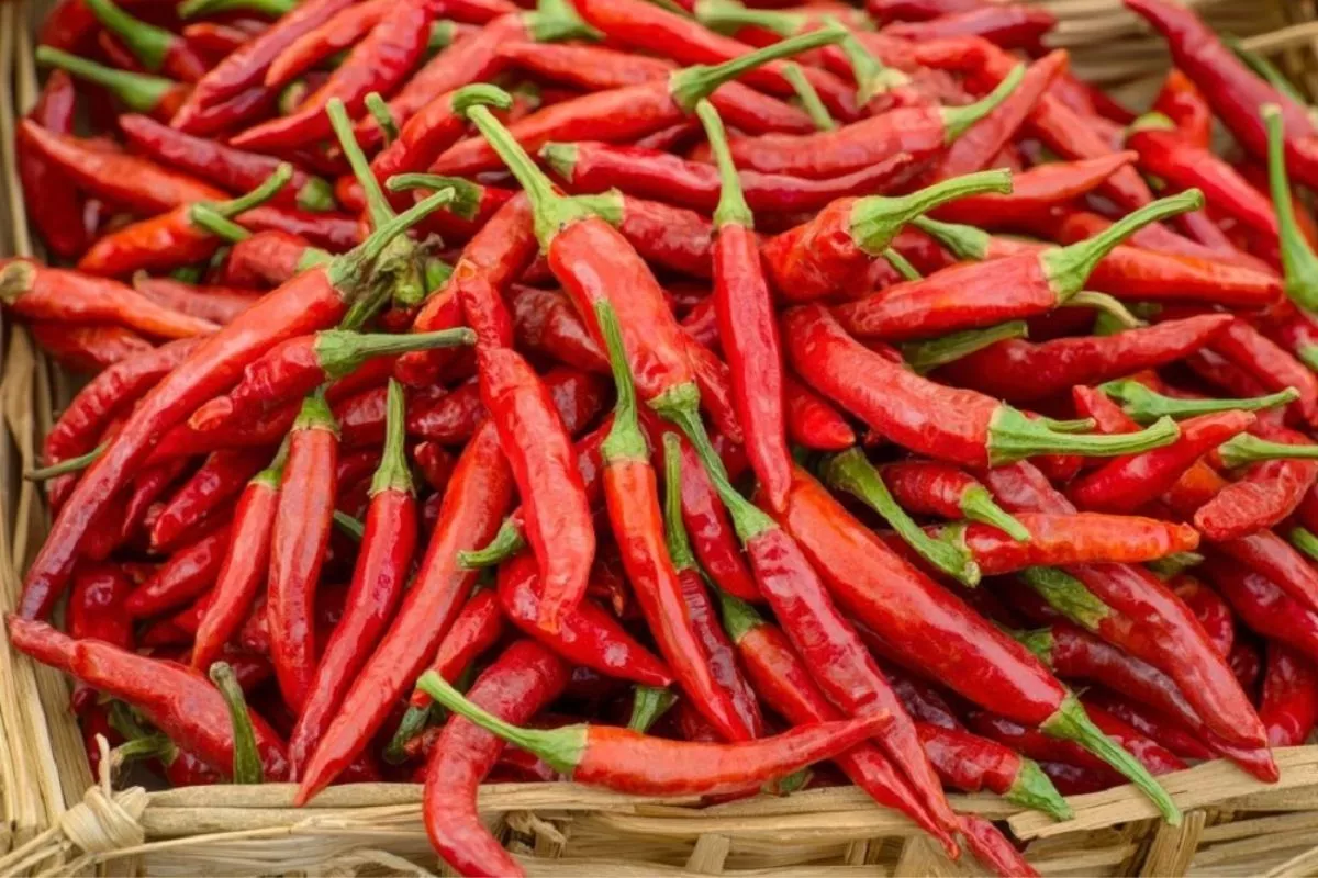 PIHPS Catat Harga Cabai Rawit Merah Tembus Rp69.950 per Kg Senin Pagi
