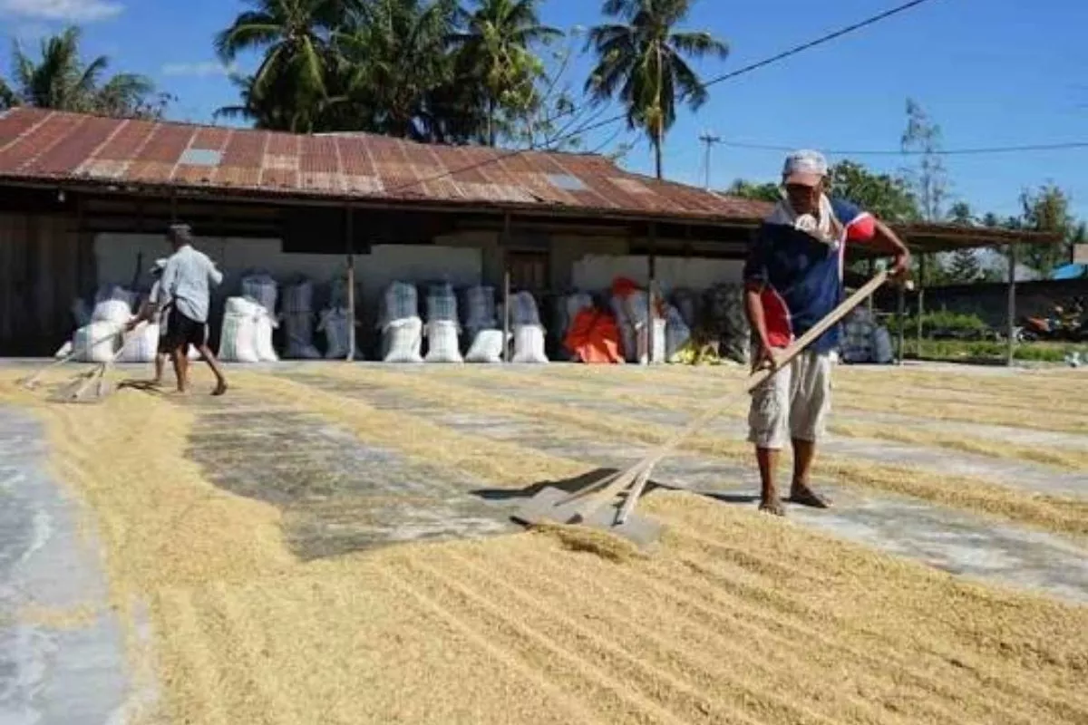 Produksi Padi 2026 Diproyeksi Capai 54,52 Juta Ton GKG