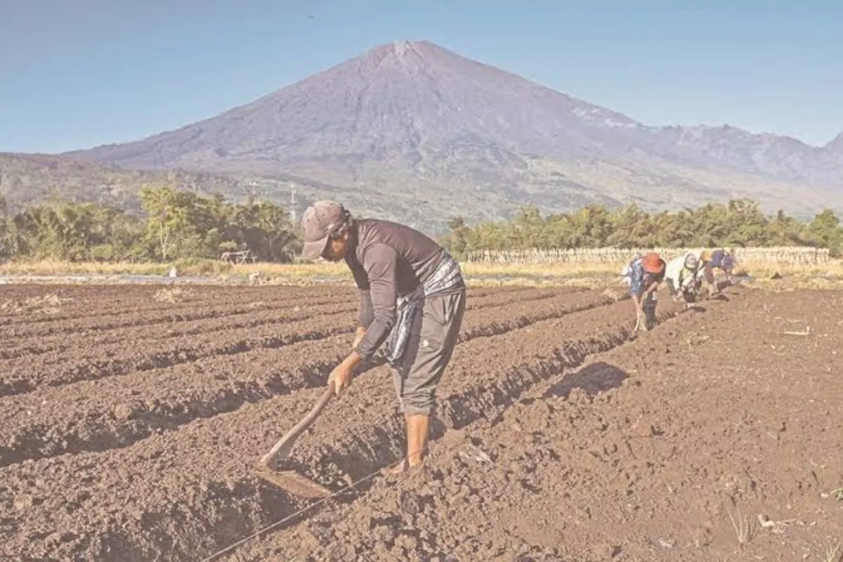 Lonjakan Harga Pangan Dunia Bulan Juli 2026 Dipicu Berbagai Faktor Utama