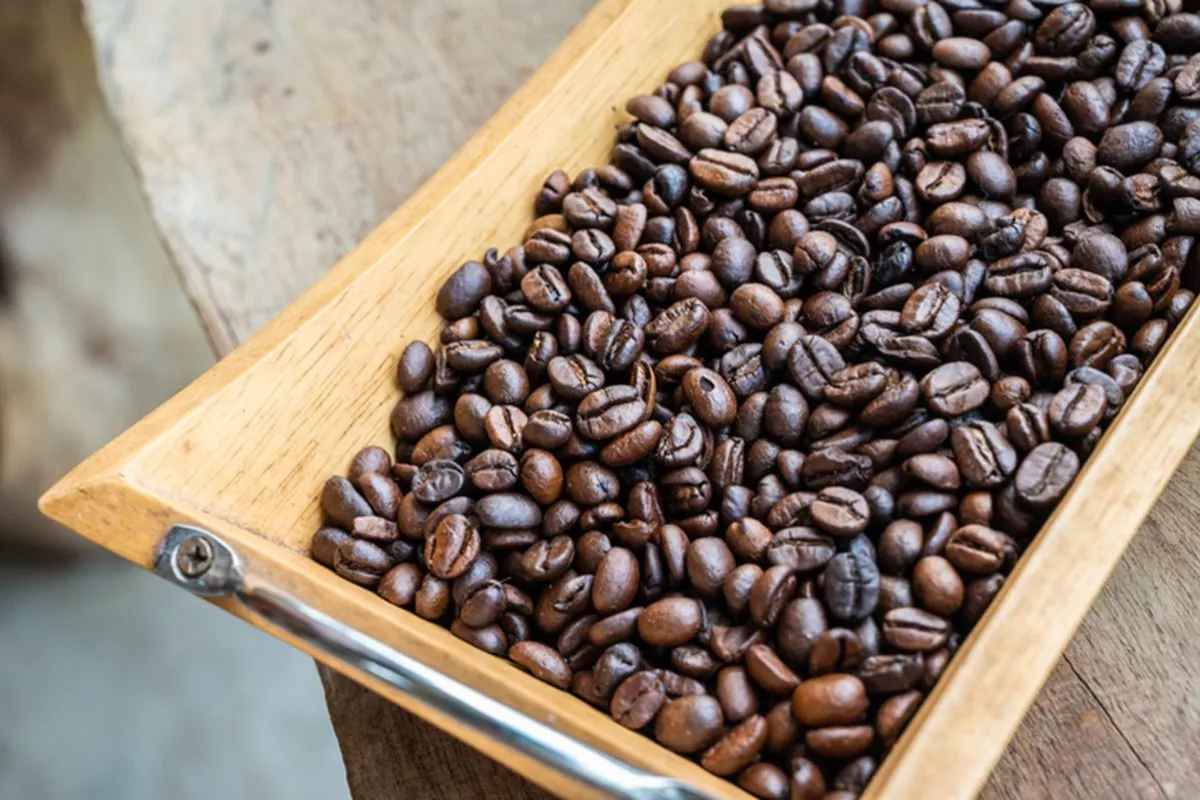 Rekomendasi Harga Kopi Arabika 1 September 2026 Pasokan Melimpah