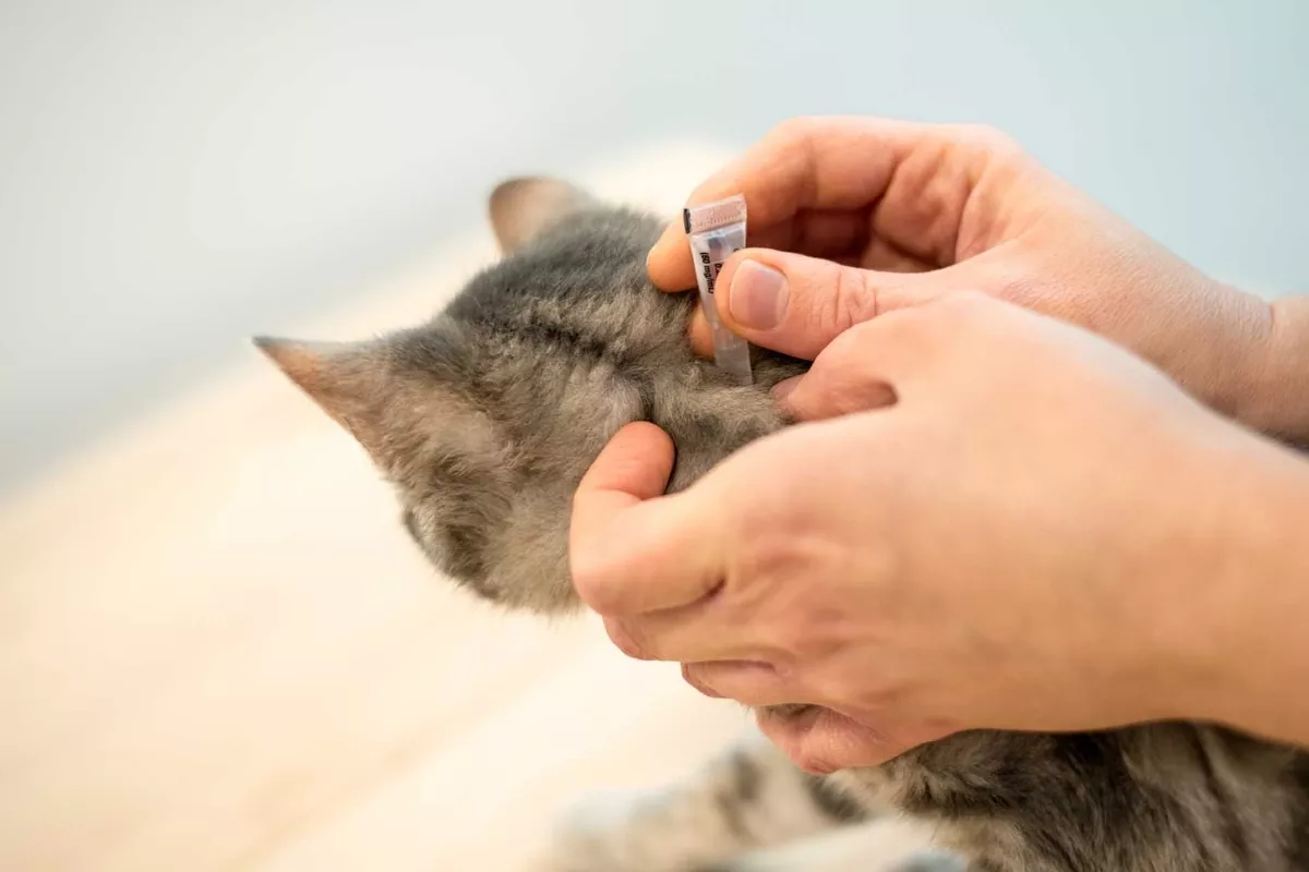 Tips Alami Hilangkan Kutu pada Kucing Kampung Kecil