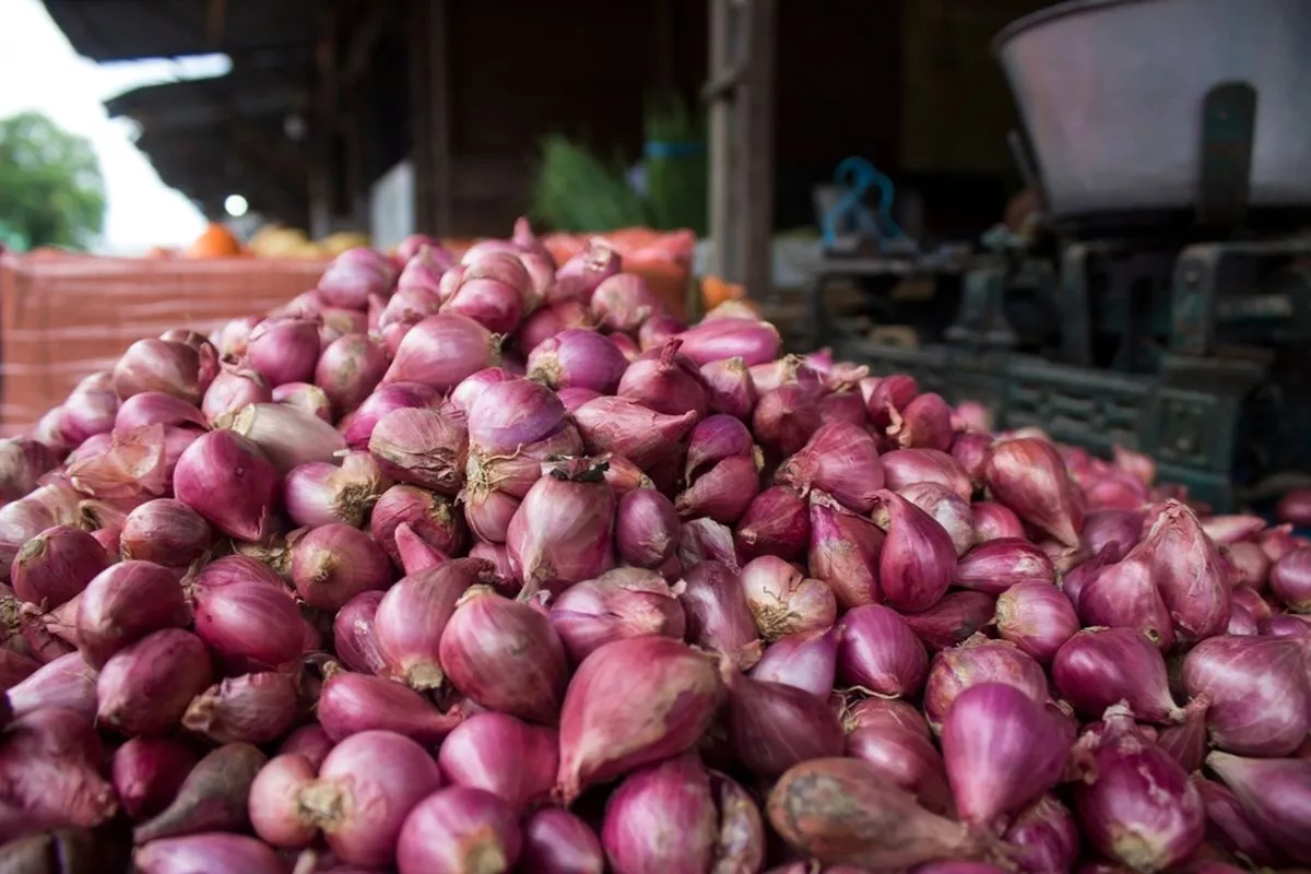 Harga Bawang Merah Pagi Ini Melonjak Tembus Rp 49.900 per Kilogram