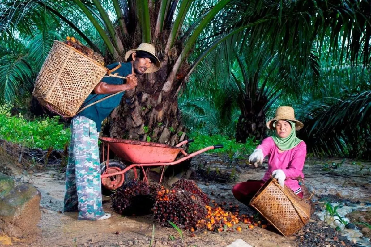 Harga TBS Kelapa Sawit Swadaya dan Plasma di Riau Naik Pekan Ini