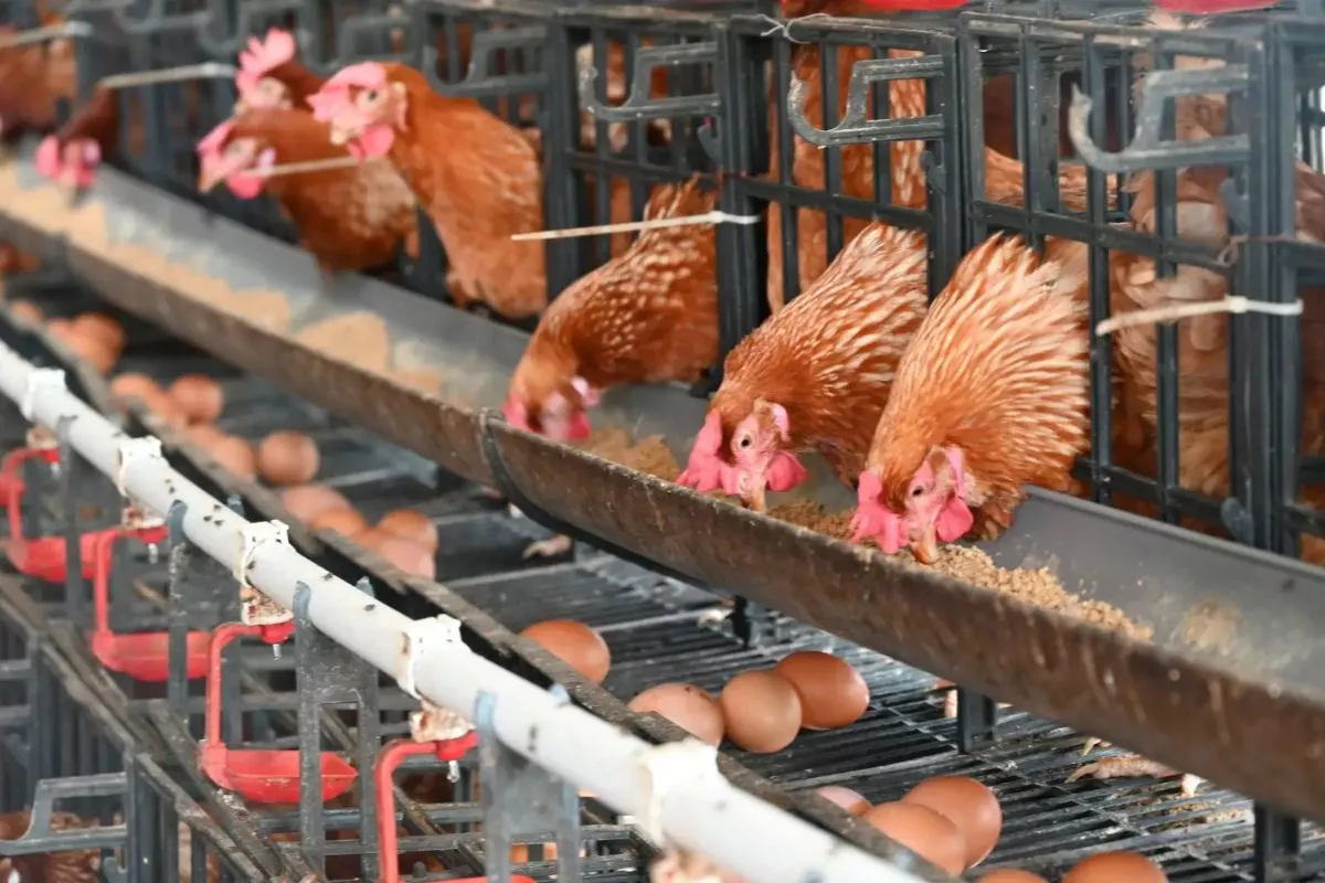 Kementan Dorong Peralihan Peternakan Ayam Petelur Bebas Sangkar