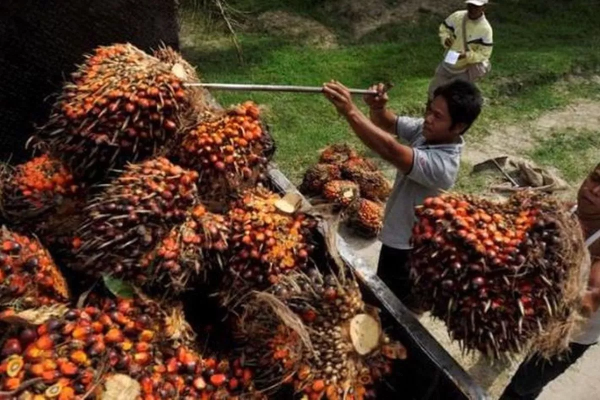 Permintaan Turun, Harga Referensi CPO Juni 2026 Melorot 1,91 Persen