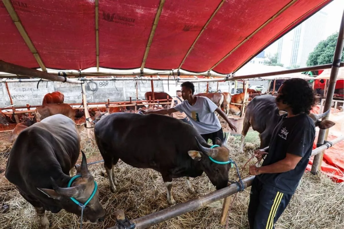 Biaya Tinggi dan Kurs, Importir Enggan Tambah Impor Sapi