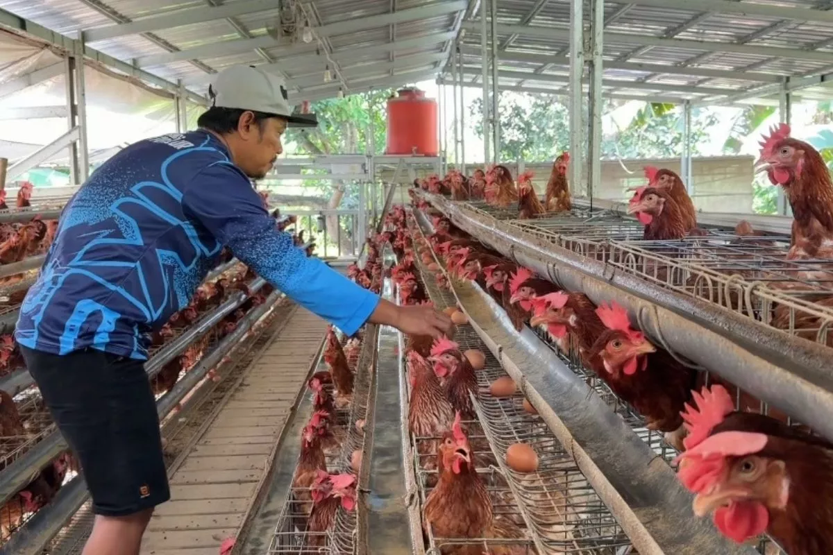 Peternak Ayam di Kota Batu Kurangi Populasi demi Bertahan