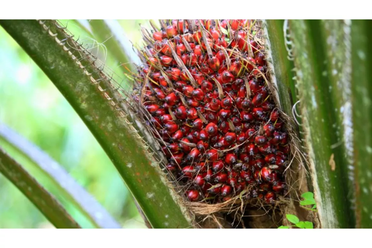 Harga Sawit: Sawit Menguat 2 Hari Beruntun Akibat Tren Minyak Nabati