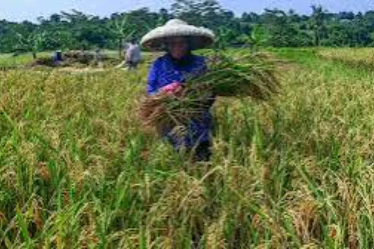 Target 4 Juta Ton Tembus September Bulog Jamin Tetap Beli Beras Petani