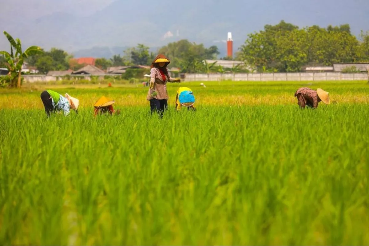 Nilai Tukar Petani Naik Tipis, Hortikultura Turun Tajam
