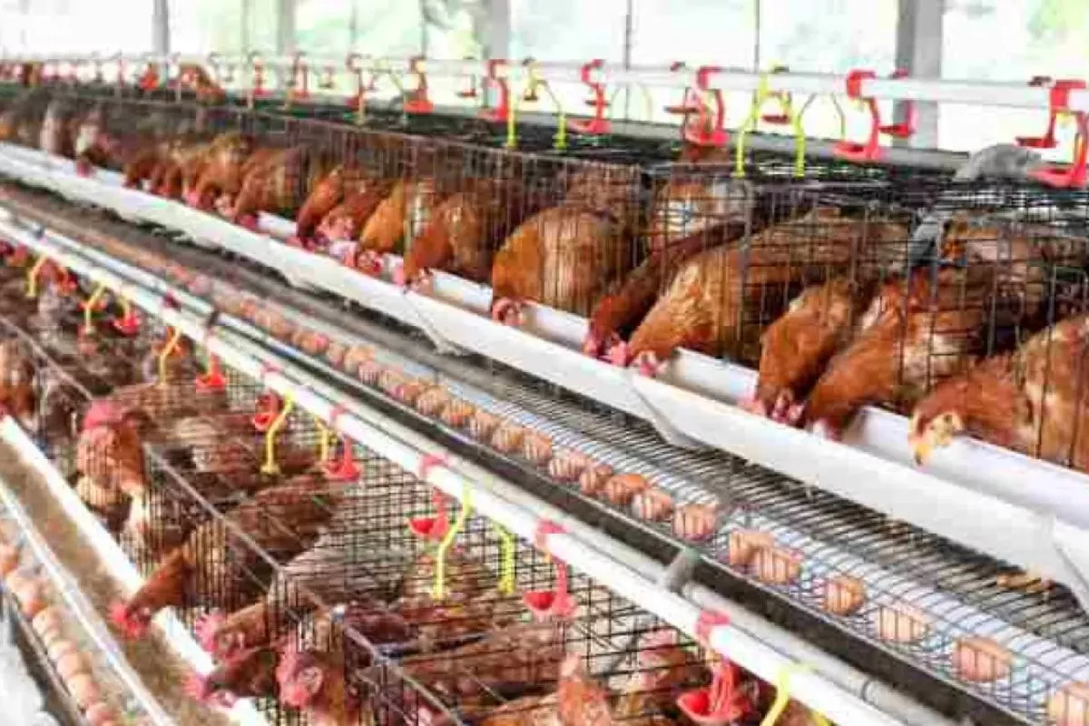 Mentan: BGN Wajib Serap Ayam dan Telur Langsung dari Peternak