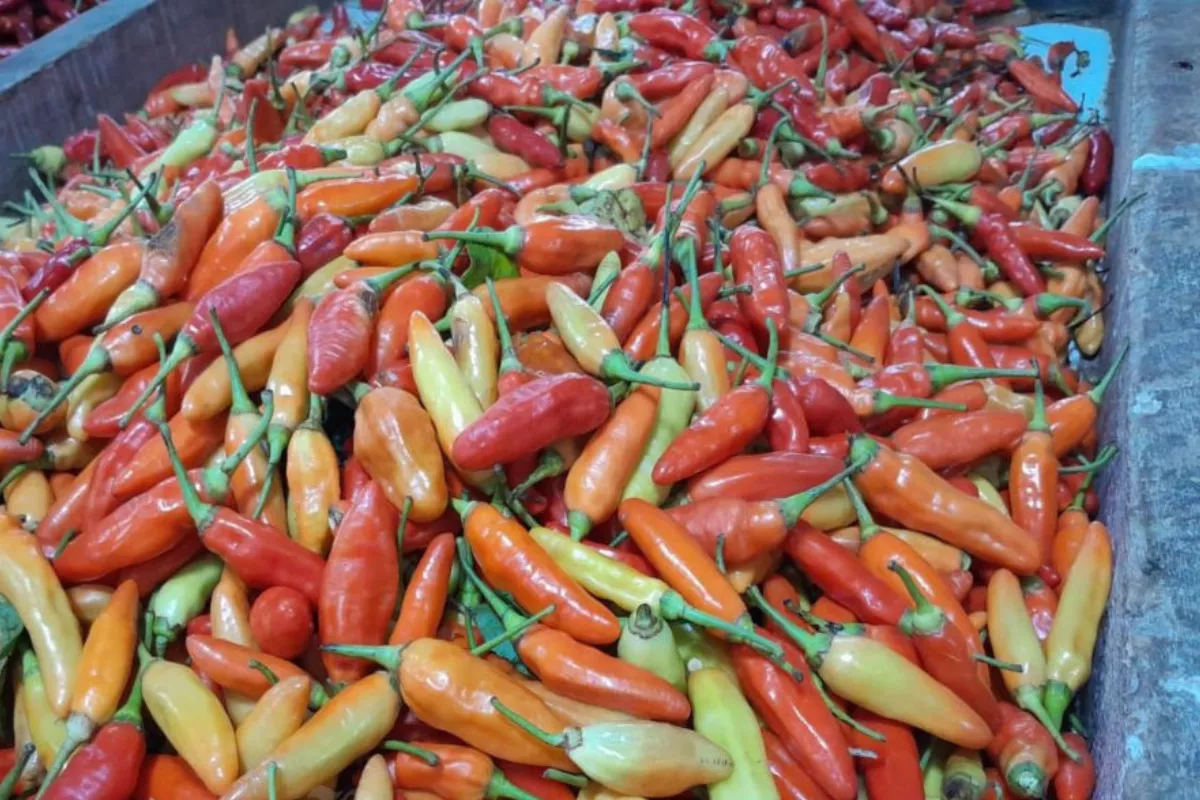 Update PIHPS 9 Juli 2026: Cabai Rawit Merah Tembus Rp61.450 per Kg
