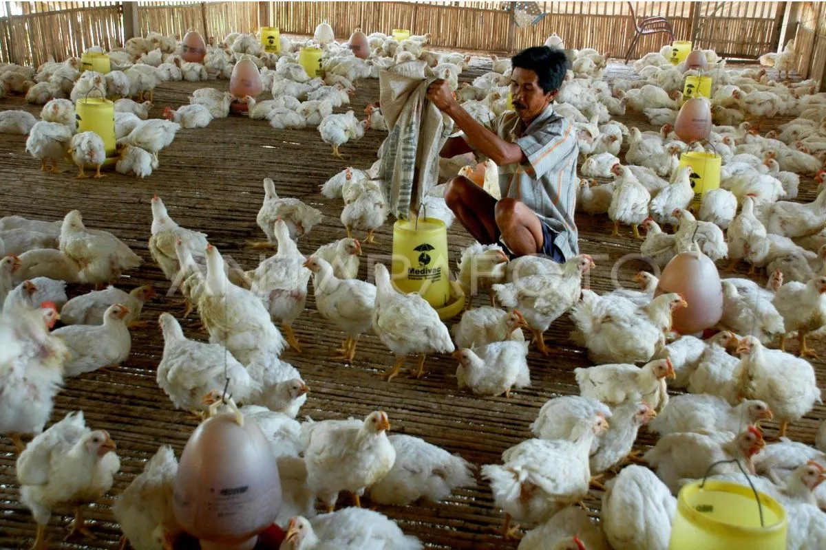 Kenaikan Harga Daging Ayam dan Sapi di Daerah Diwaspadai BPS