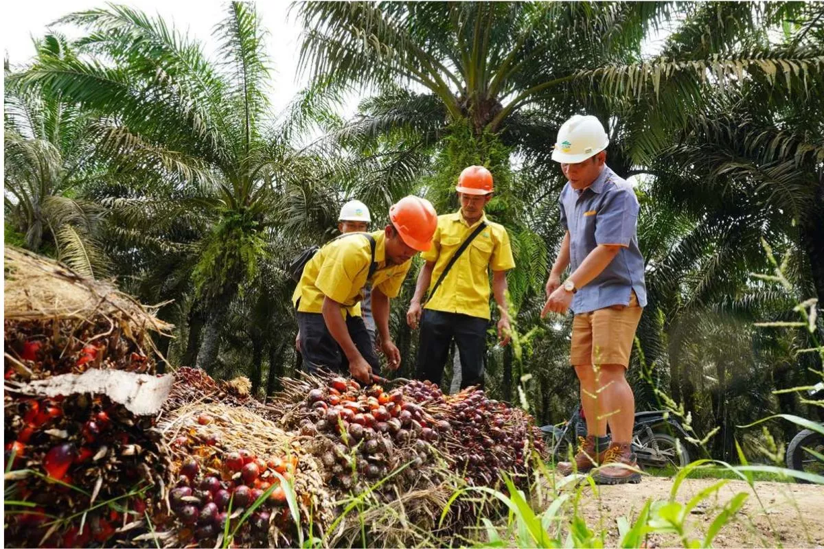 El Nino Mengintai Sawit, Produksi Turun meski Harga CPO Naik
