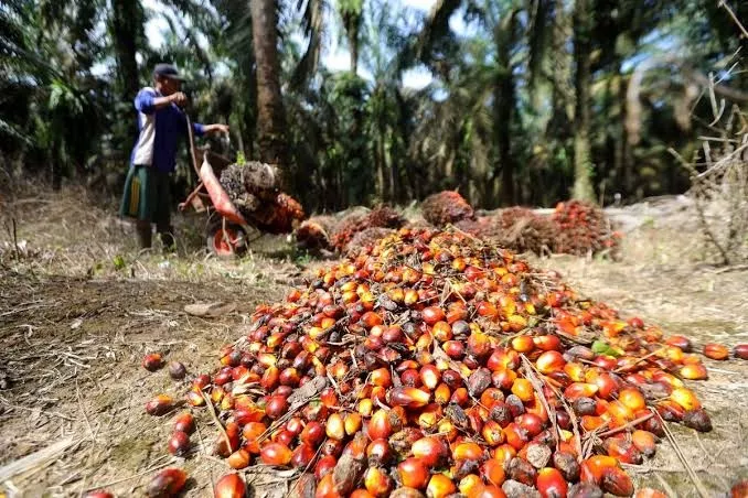 PT Jhonlin Agro Raya Tegaskan Tidak Terlibat Sengketa Duta Palma CPO