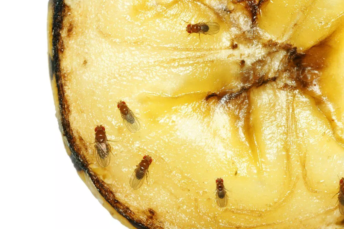 Tips Mudah dan Efektif Mengusir Lalat Buah di Dapur Anda Sekarang