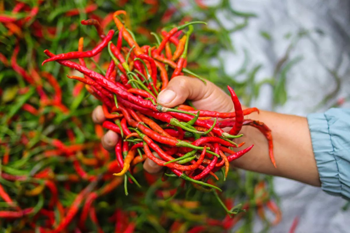 Harga Pangan Sabtu Ini: Cabai Rawit Merah dan Telur Ayam Ras Naik