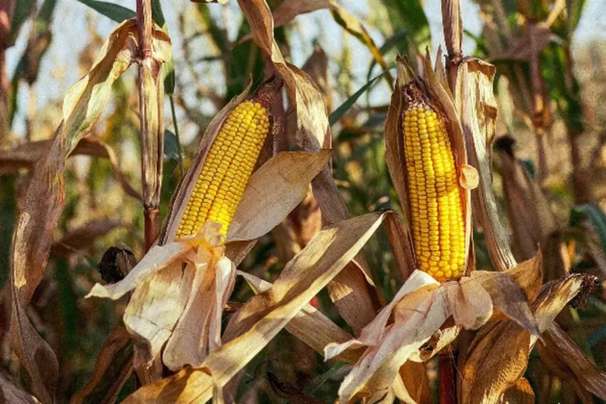 Produksi Jagung Pipilan hingga September 2026 Diproyeksi Turun