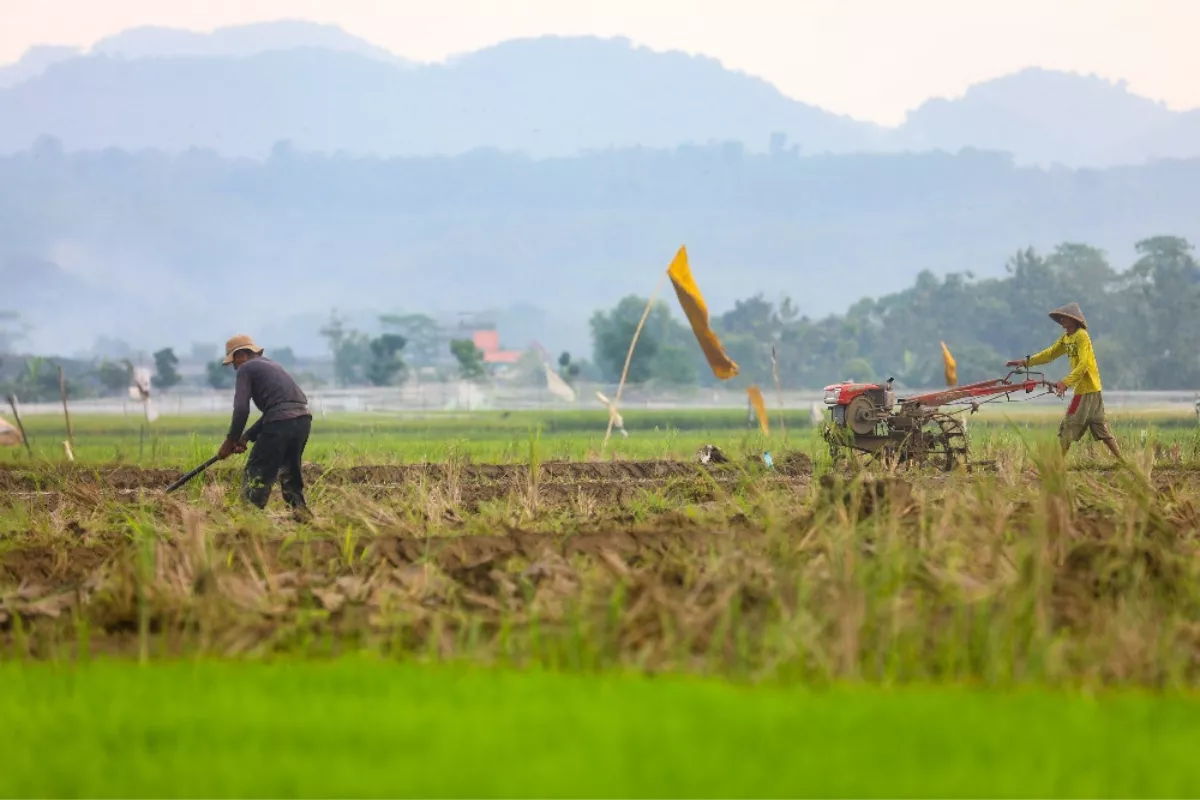 BRI Catat KUR Rp84,36 Triliun, Pertanian Jadi Sektor Terbesar