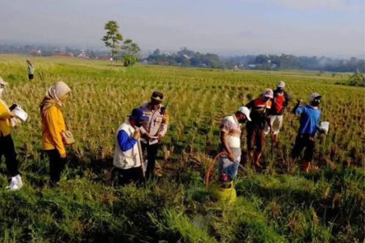 Hama Tikus Mengganas, Hasil Panen Padi di Garut Turun Separuhnya
