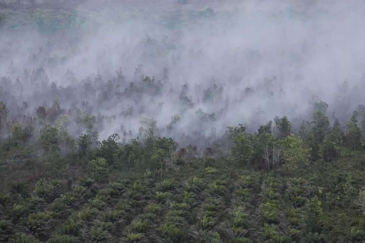 Hadapi El Nino 2027, BNPB Lirik Teknologi Sambonesia Pembasah Gambut
