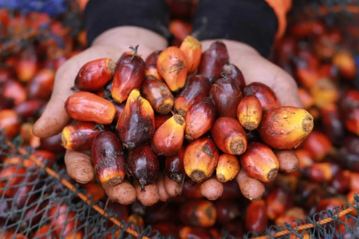Harga TBS Sawit di Pasaman Barat Tembus Rp3.855 Per Kilogram