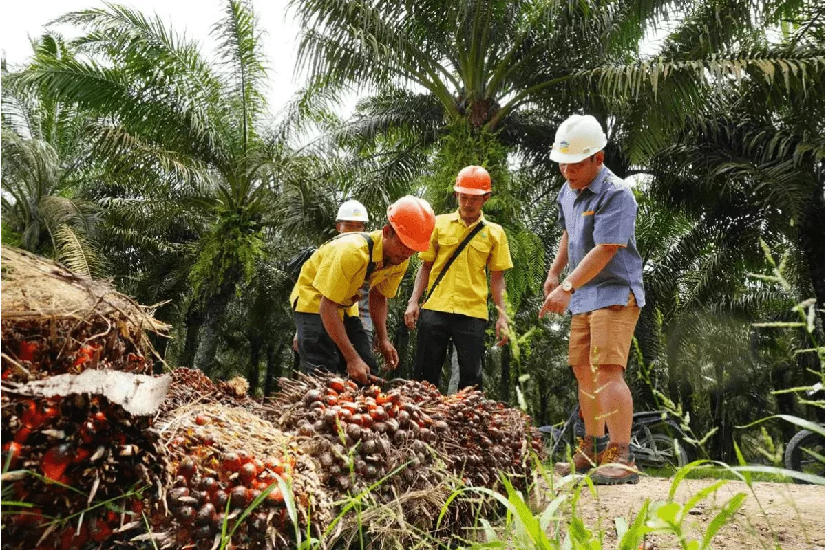 Prospek JARR dan PGUN, Katalis B50 hingga Risiko Valuasi