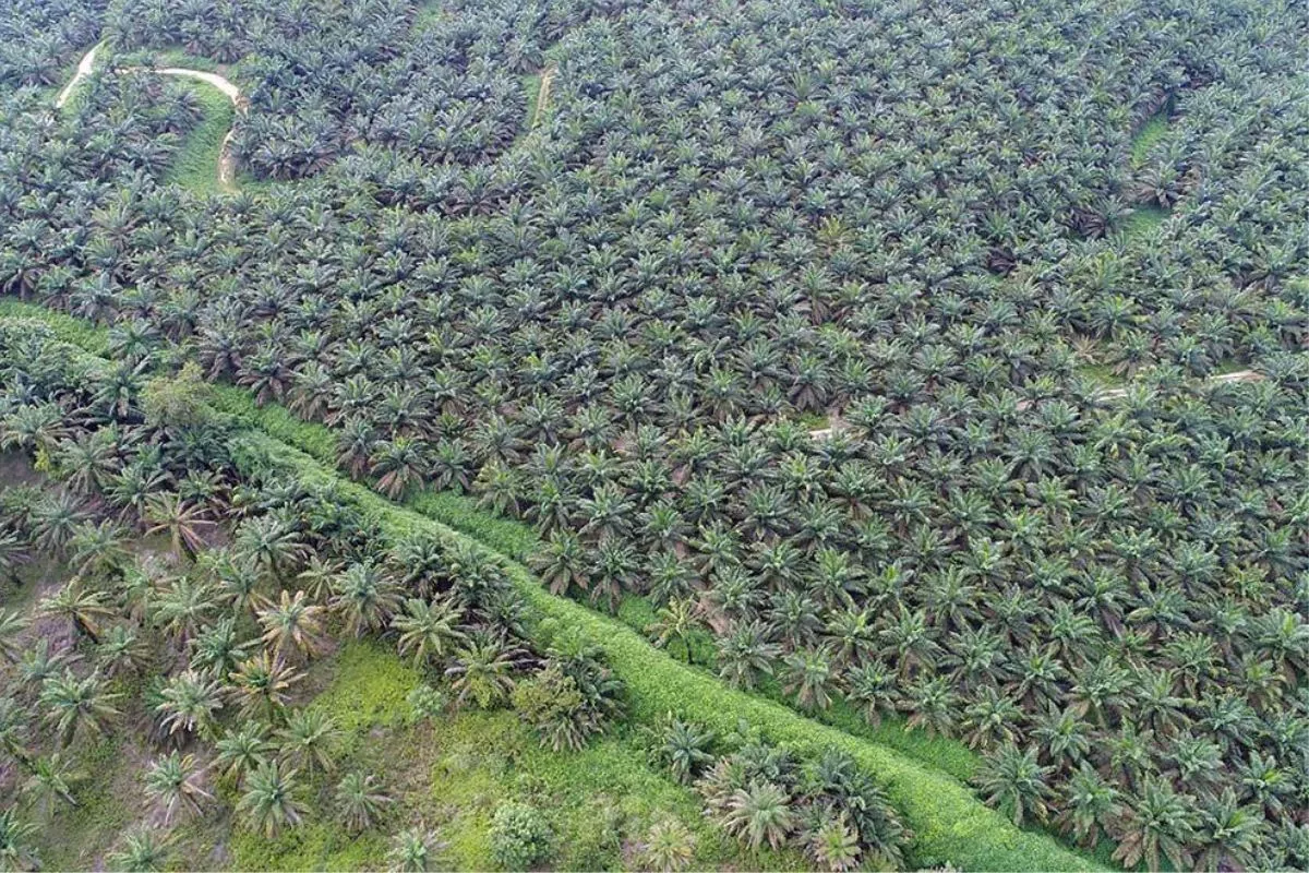 Beban Transisi Bikin Laba 2025 Agrinas Palma Hanya Rp2,7 Miliar