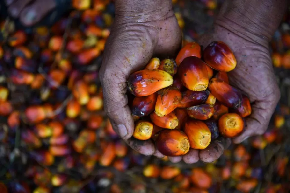  Harga CPO Lanjut Turun Akibat Melemahnya Permintaan India 