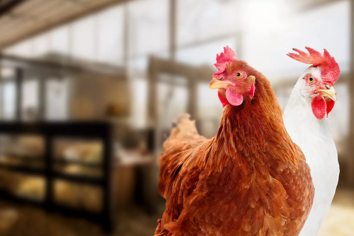 Sektor Poultry Dinilai Menarik, Prospek Laba Emiten Kian Menguat