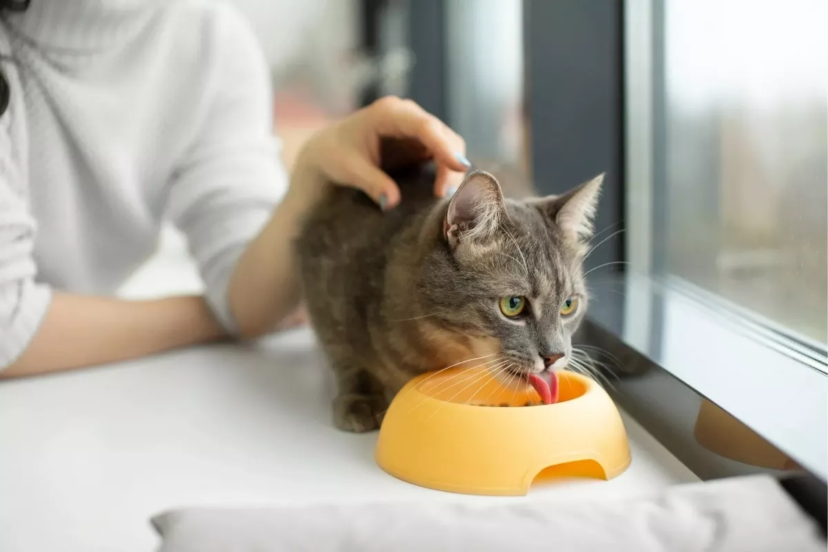 Cara Membuat Makanan Kucing Kampung Sendiri di Rumah