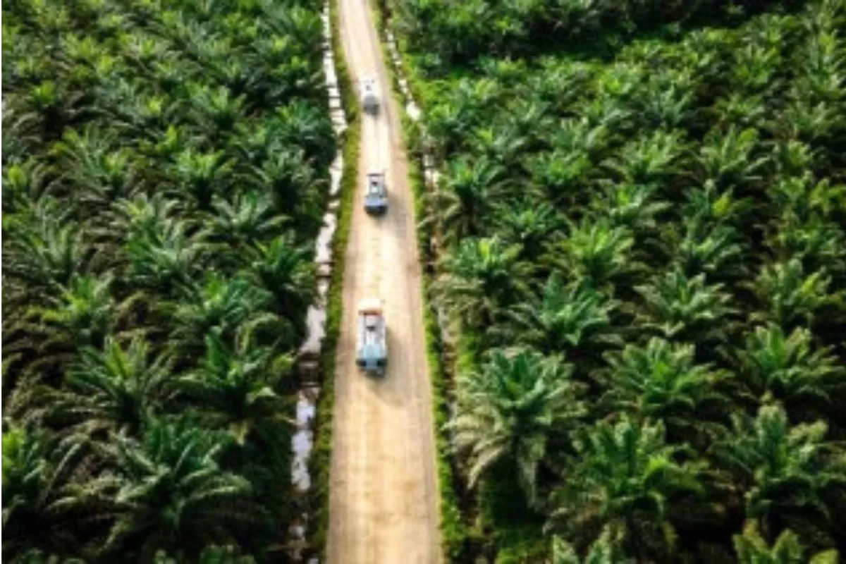 Genjot Sawit, Agrinas Palma Buka Lowongan 20.000 Karyawan