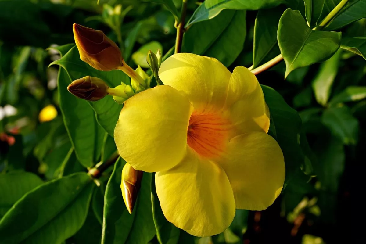 Mengenal 5 Jenis Bunga Alamanda yang Cantik untuk Taman Rumah Anda