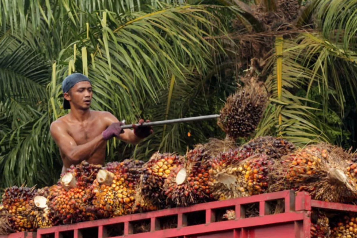 Harga Sawit Sumsel Periode Kedua September Sentuh Rp3.836/Kg