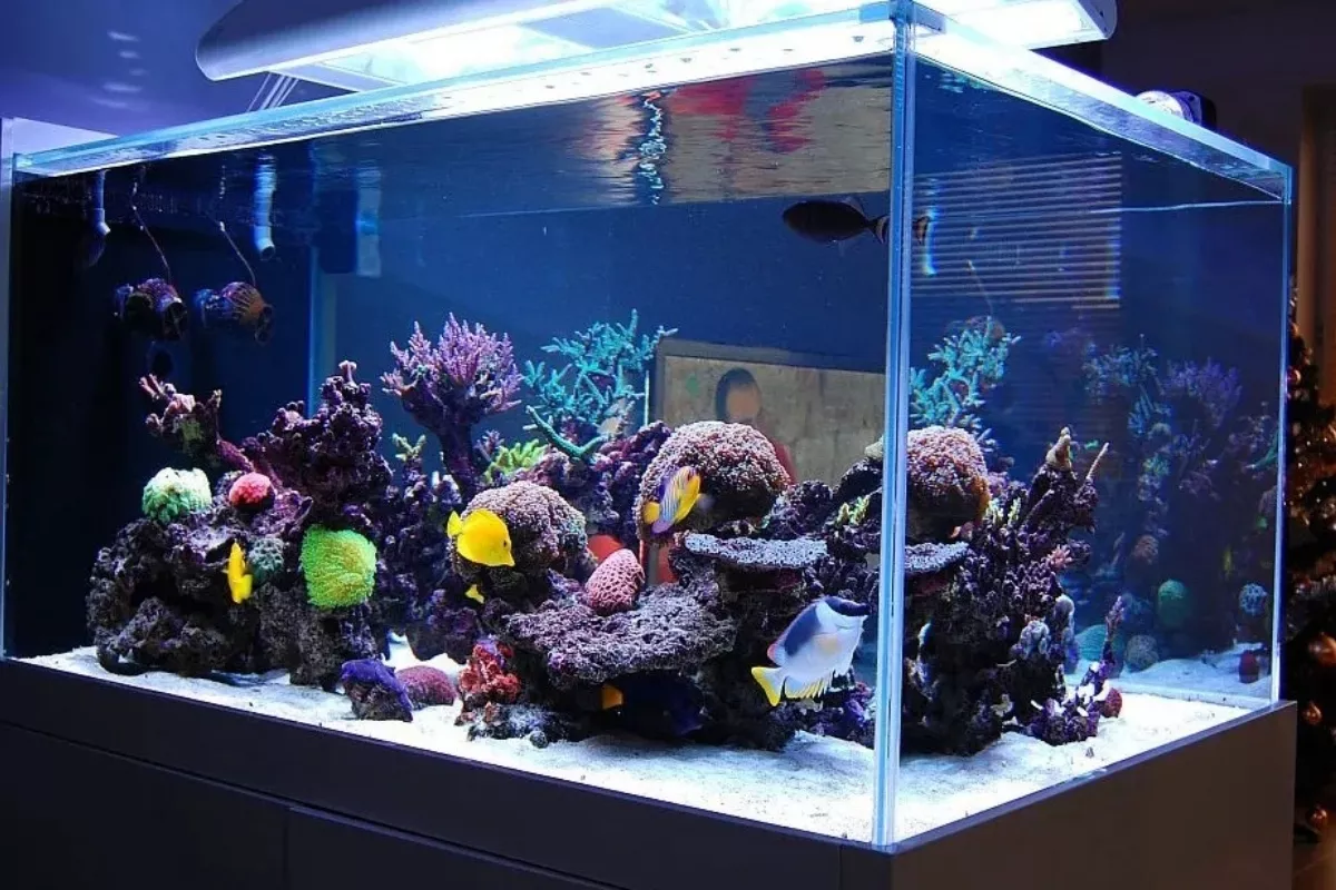 Cara Mengatasi Air Aquarium Cepat Keruh: Penyebab dan Solusinya