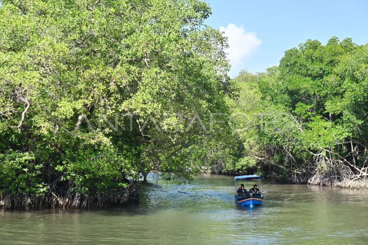 Peringati Hari Mangrove Sedunia, BRI Peduli Tanam Ribuan Pohon