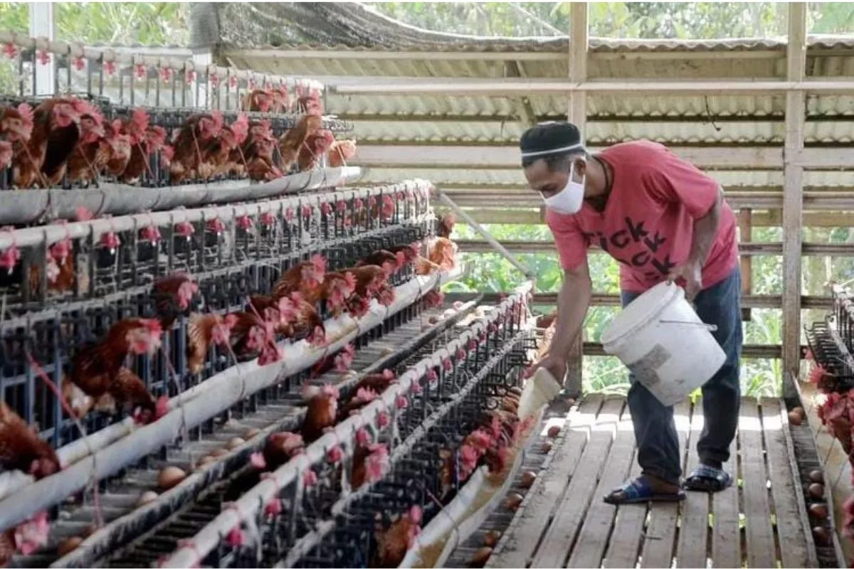 Harga Daging Ayam di Cirebon Naik Tajam Tembus Rp40.800 per Kg