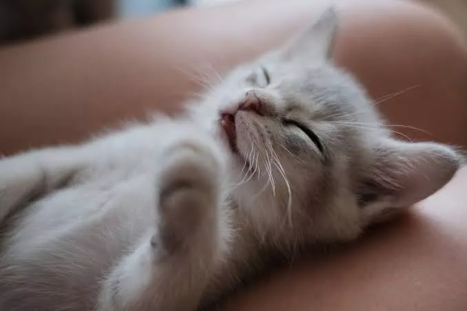 Panduan Lengkap Merawat Anak Kucing Agar Sehat Dan Lincah!