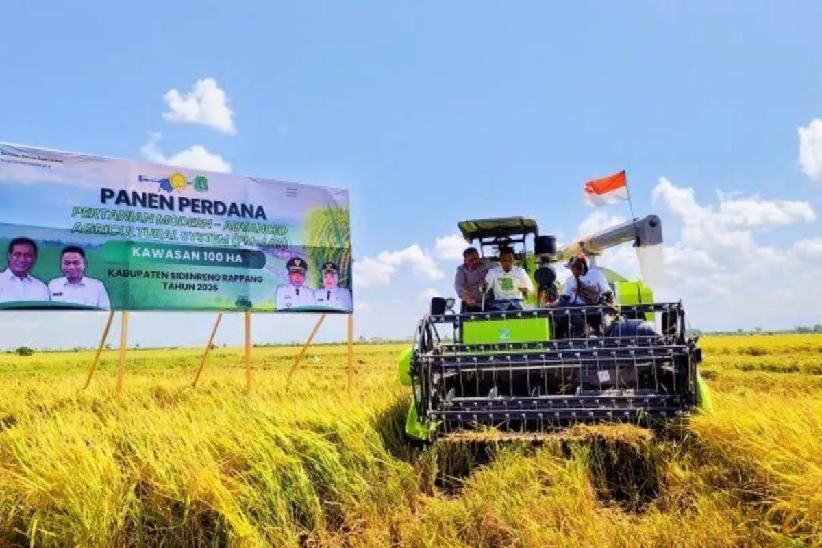 Kementan Laporkan Panen Padi Program Modern PM-AAS di Sidrap Capai 11,2 Ton