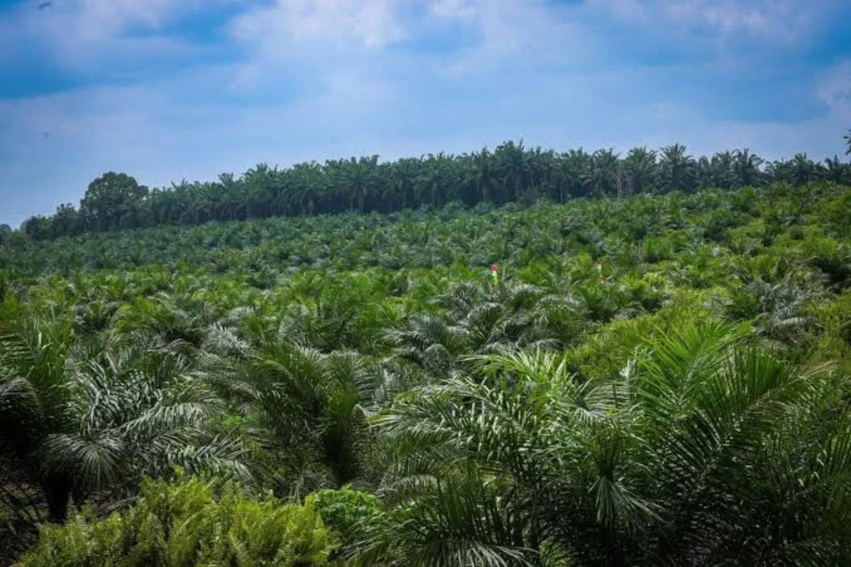 Beri Kepastian Hukum, PalmCo Dorong Kejelasan Batas Kawasan Hutan
