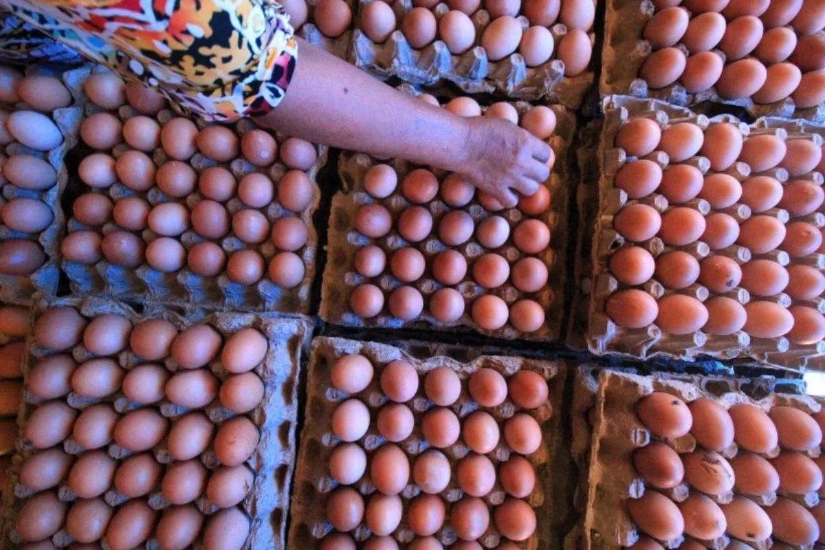 Penyebab Harga Telur dan Ayam Naik, Mendag Singgung Program MBG