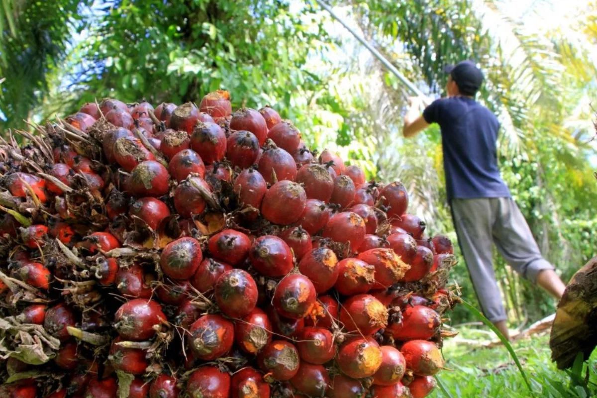Harga CPO Naik 14,3 Persen, Saham Sawit Masih Prospektif