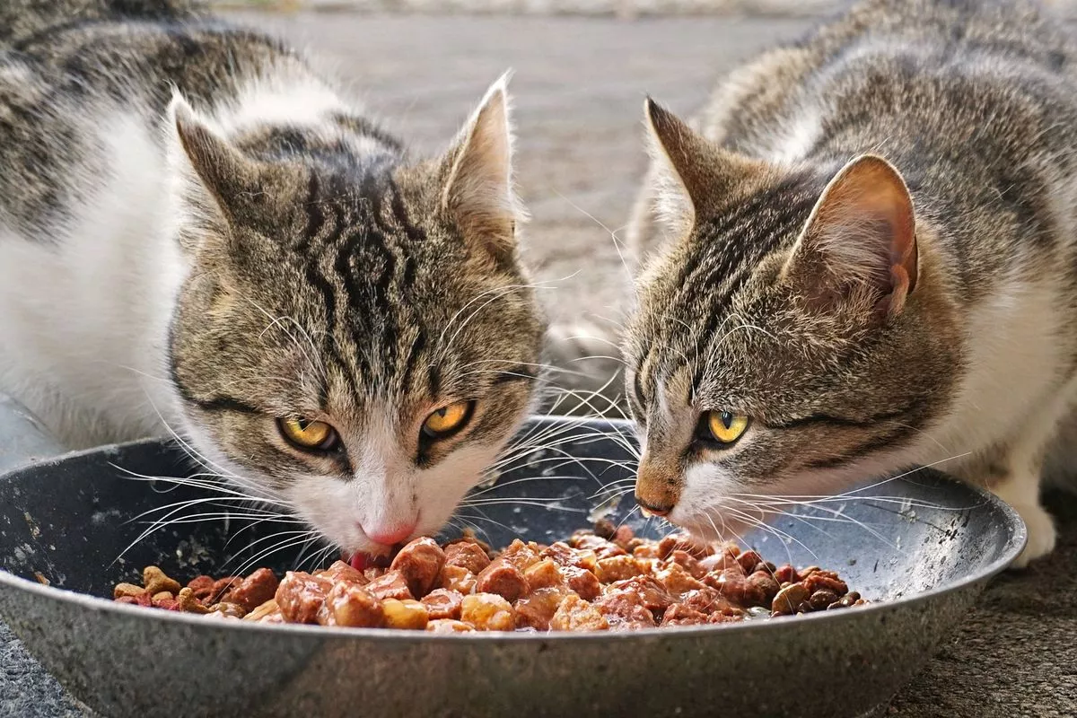 Makanan Kucing Kampung Agar Cepat Gemuk dan Sehat