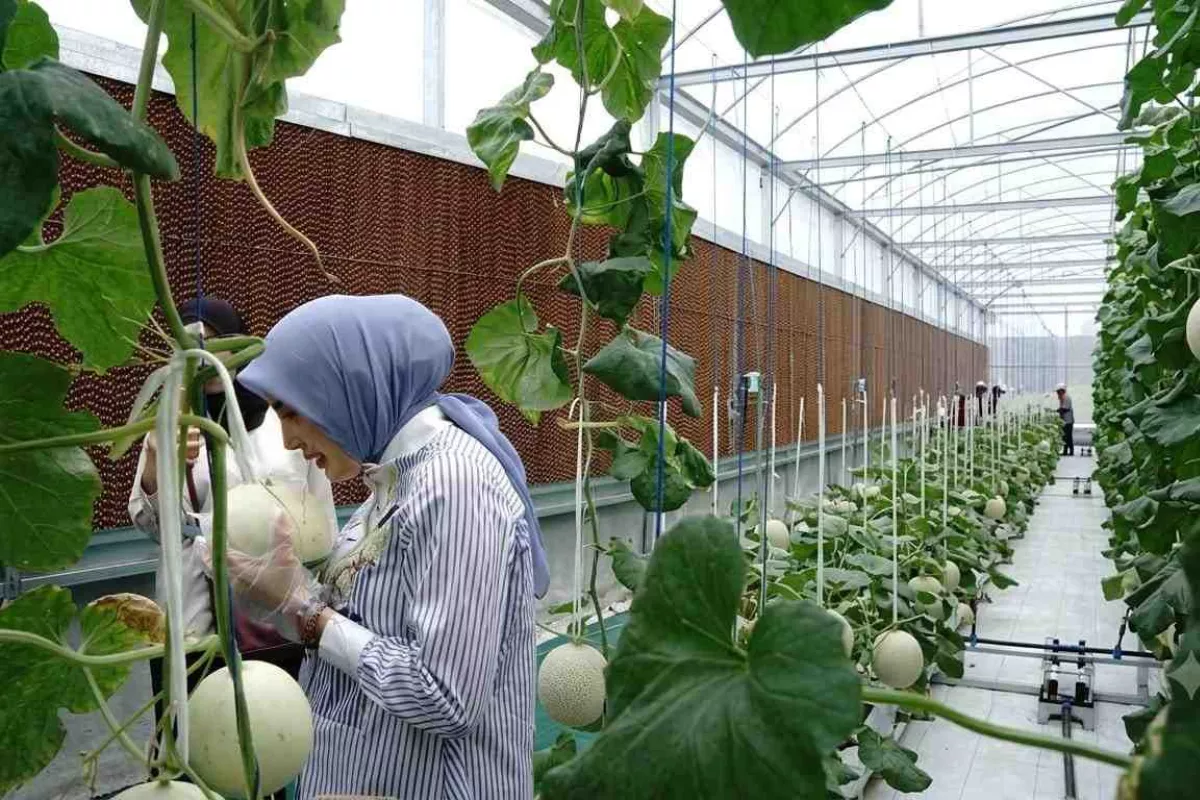 BRI Perkuat Ekosistem Sektor Keuangan Pertanian di Minahasa Selatan