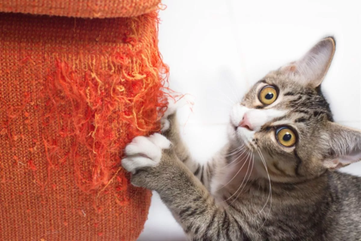 Tips Ampuh Mencegah Kucing Mencakar Perabotan Rumah Bagi Pemilik