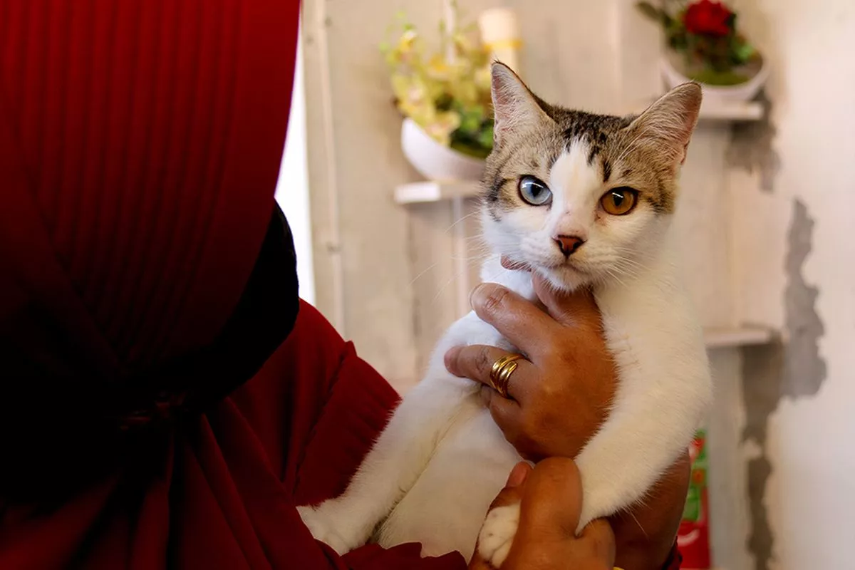 Panduan Merawat Kucing Kampung Agar Sehat dan Gemuk