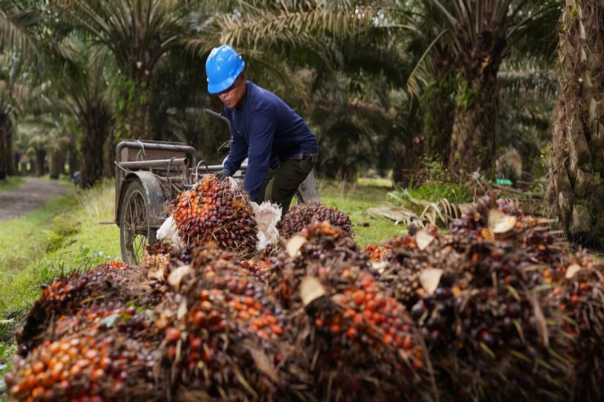 Harga Referensi CPO Juni 2026  Merosot 1,91 Persen